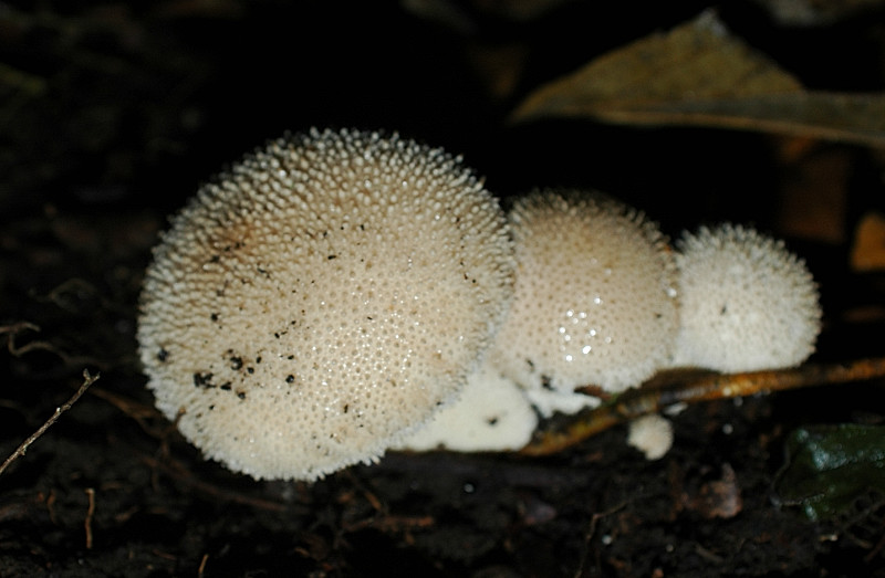Funghi dei Monti Ceriti