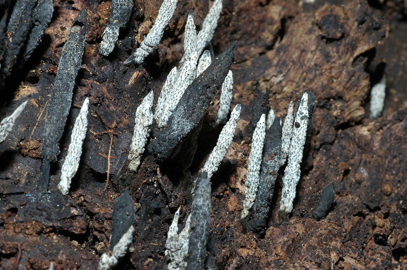 Funghi dei Monti Ceriti