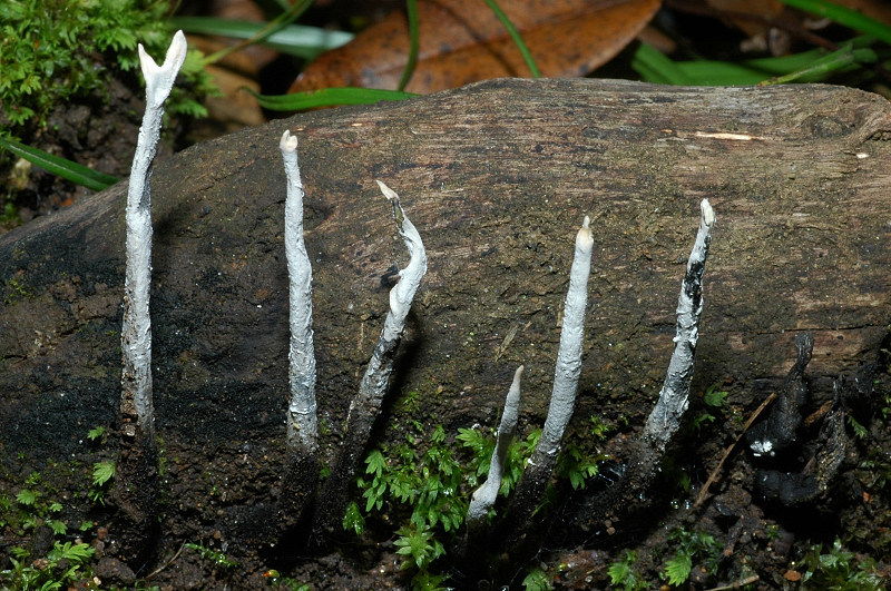 Funghi dei Monti Ceriti