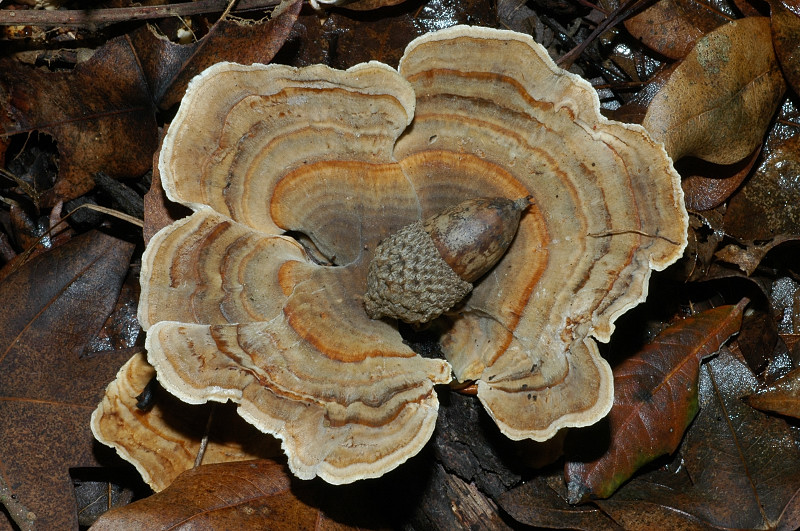 Funghi dei Monti Ceriti