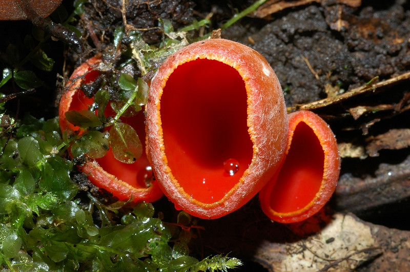 Funghi dei Monti Ceriti