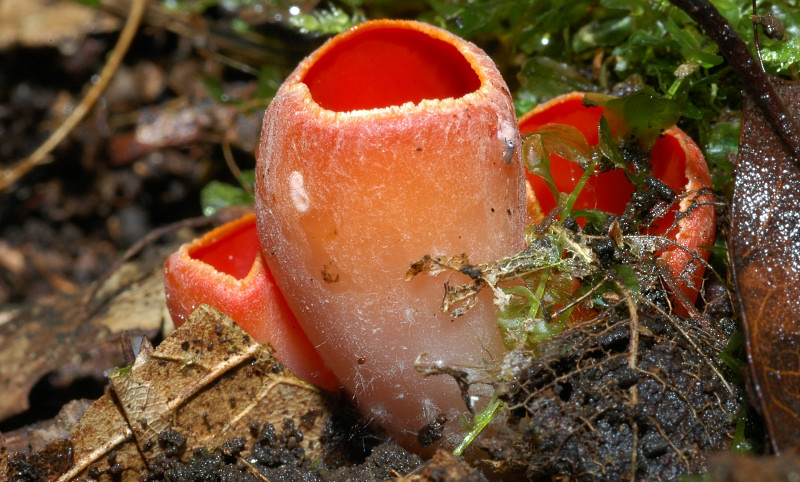 Funghi dei Monti Ceriti