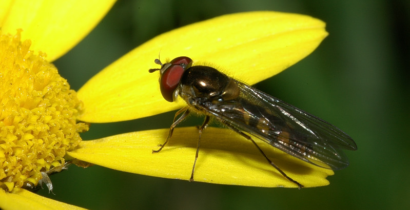 Episyrphus (Meliscaeva) auricollis