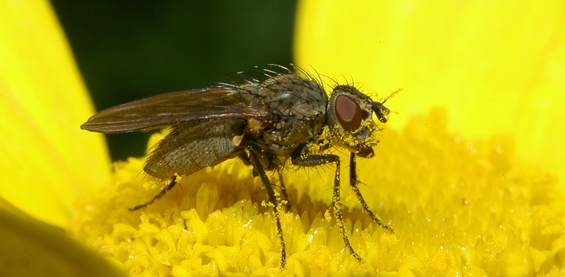 Episyrphus (Meliscaeva) auricollis
