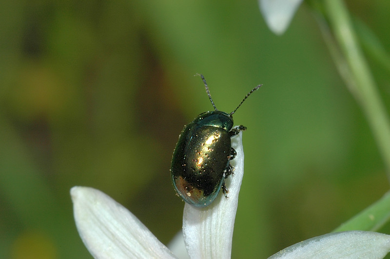 Chrysomelidae