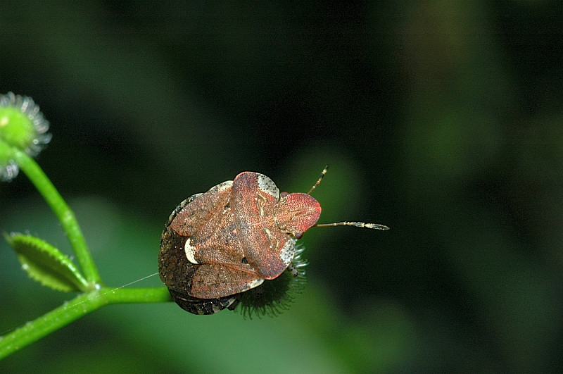 Dyroderes umbraculatus