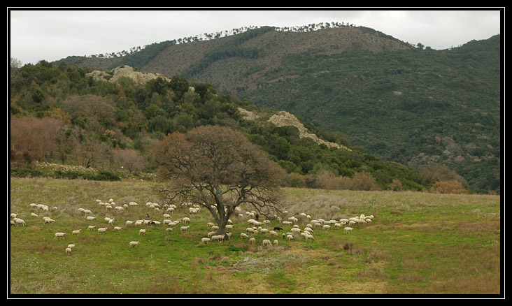 Nei boschi di Sasso: Monte Tosto (Sito BioItaly IT6003006)