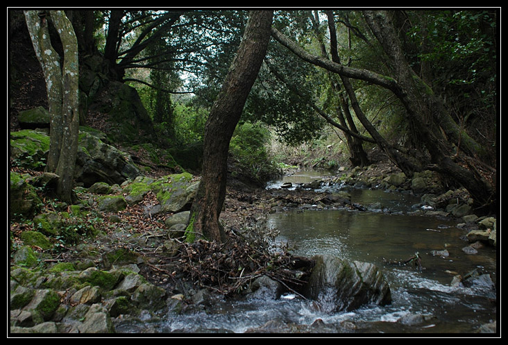 Nei boschi di Sasso: Monte Tosto (Sito BioItaly IT6003006)