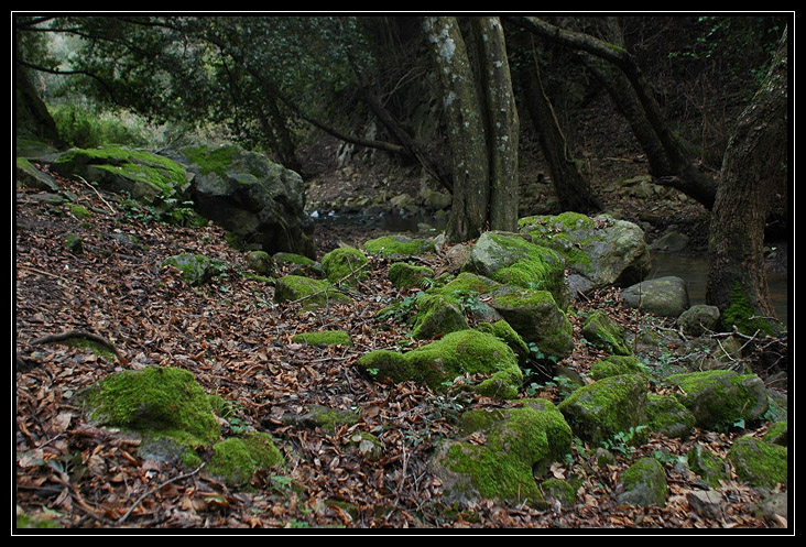 Nei boschi di Sasso: Monte Tosto (Sito BioItaly IT6003006)