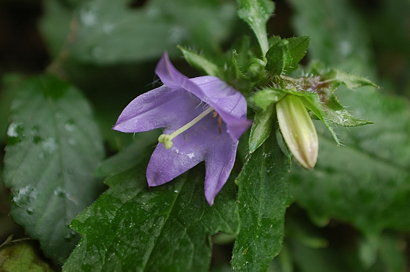 Campanula trachelium / Campanula selvatica