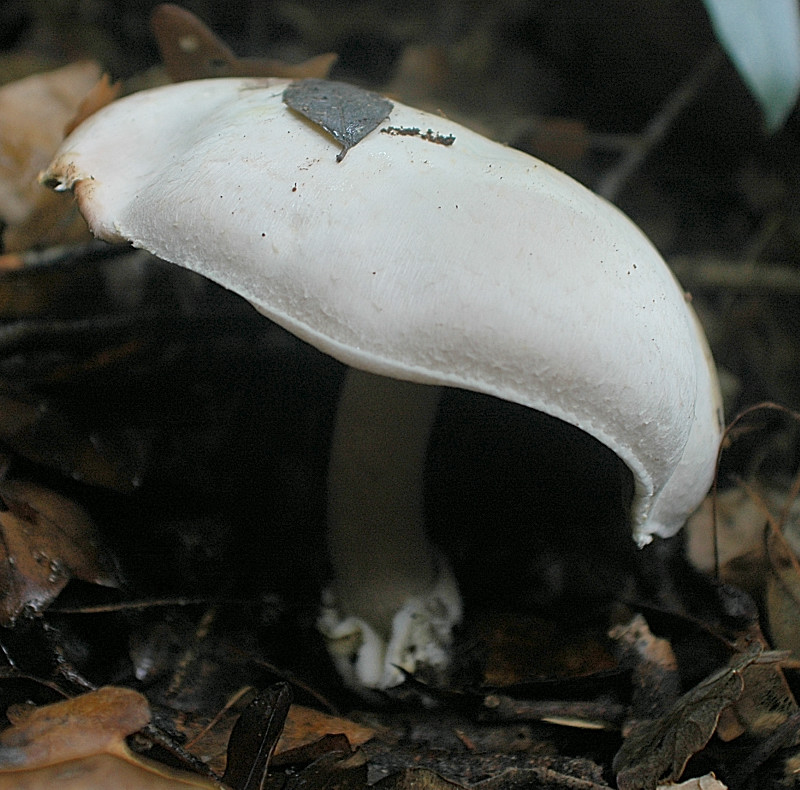 Due funghi