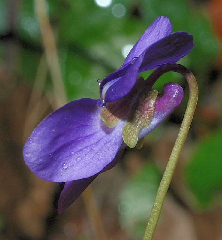 Viola alba subsp. dehnhardtii / Viola di Dehnhardt