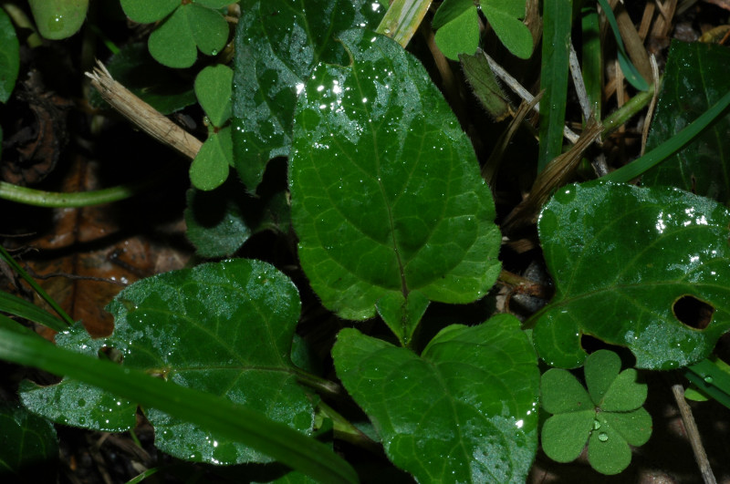 Viola alba subsp. dehnhardtii / Viola di Dehnhardt