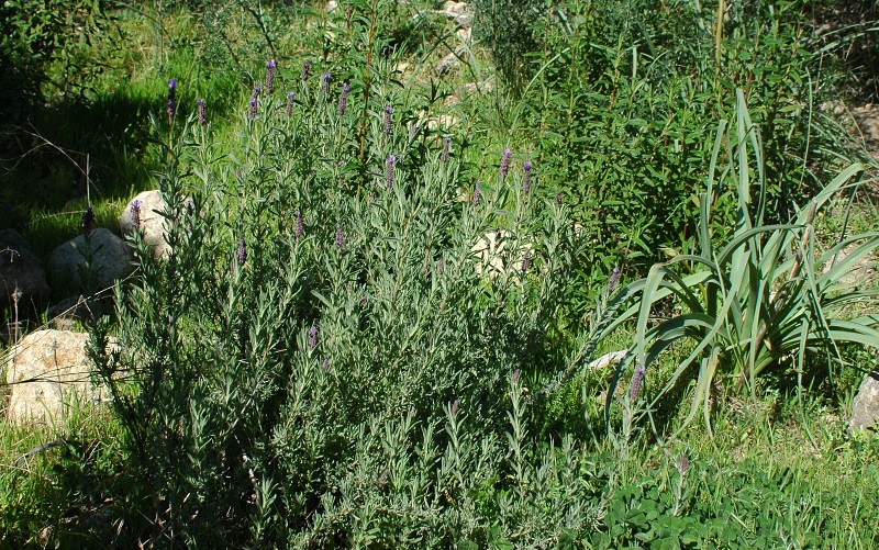 Status Lavanda selvatica nel Lazio