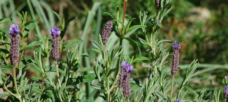 Status Lavanda selvatica nel Lazio