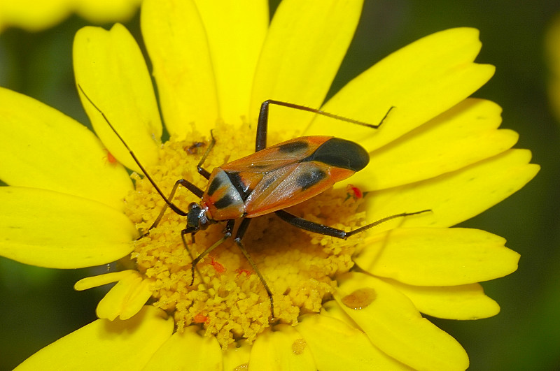 Calocoris nemoralis e sue forme di colore