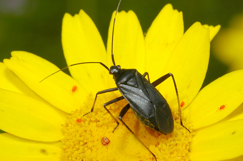 Calocoris nemoralis e sue forme di colore