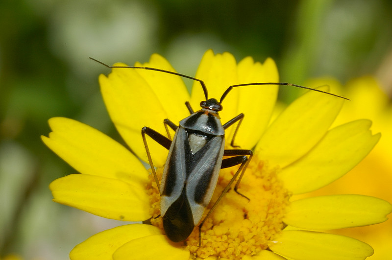 Calocoris nemoralis e sue forme di colore