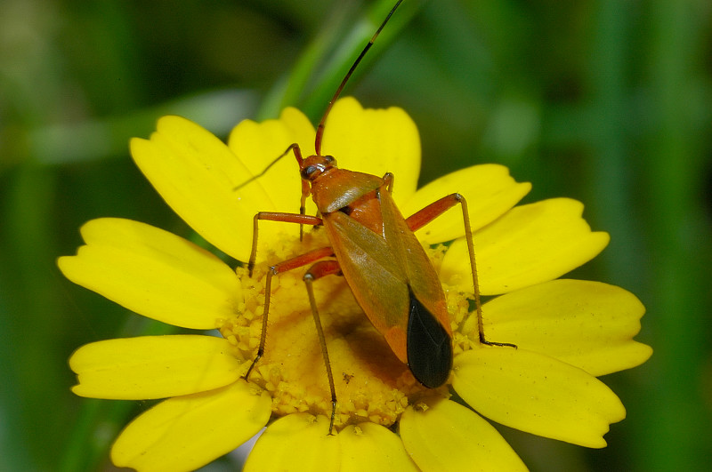 Calocoris nemoralis e sue forme di colore