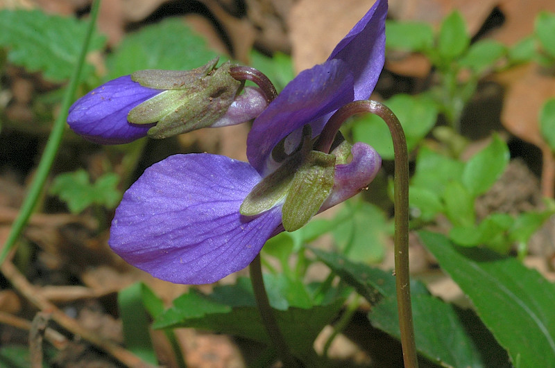 Viola alba subsp. dehnhardtii / Viola di Dehnhardt