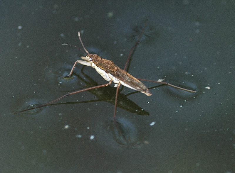 Emittero: Gerris sp.