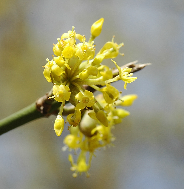 Cornus mas / Corniolo maschio