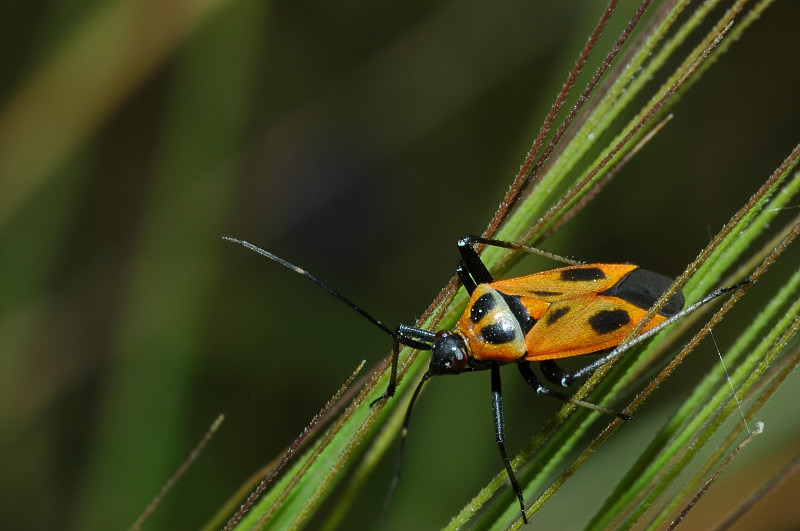 Calocoris nemoralis e sue forme di colore