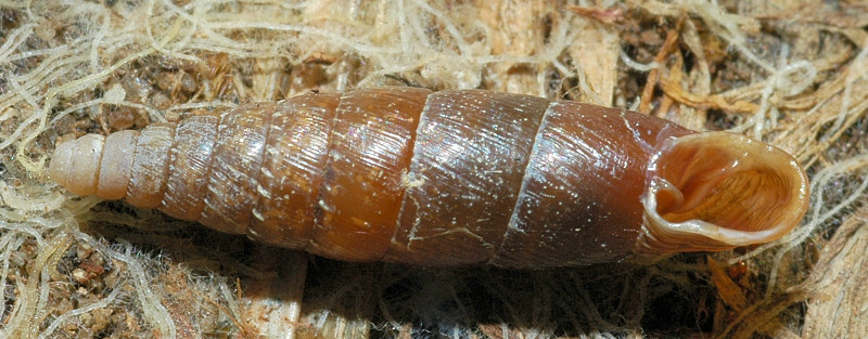 Siciliaria (Stigmatica) paestana