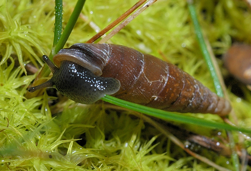 Siciliaria (Stigmatica) paestana