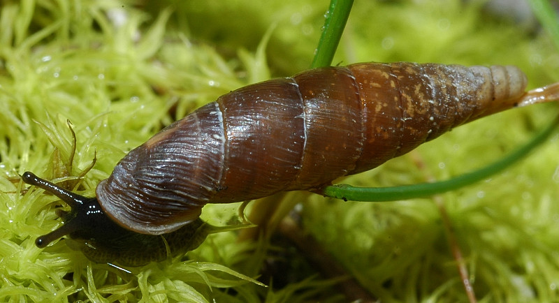 Siciliaria (Stigmatica) paestana