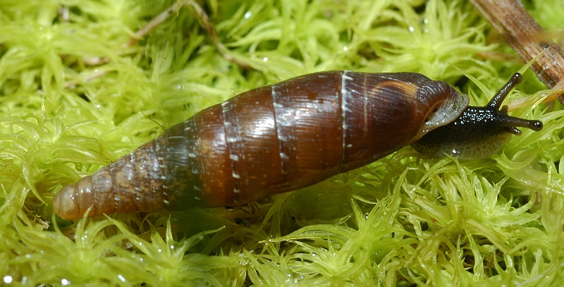 Siciliaria (Stigmatica) paestana