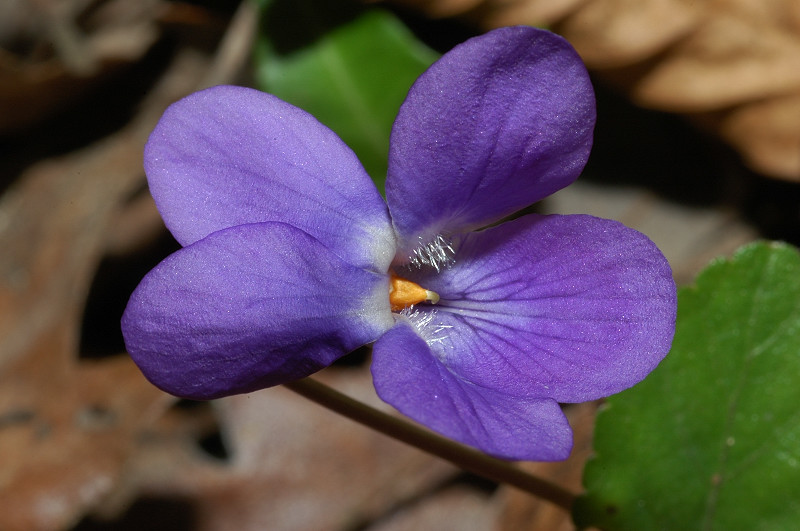 Viola alba subsp. dehnhardtii / Viola di Dehnhardt