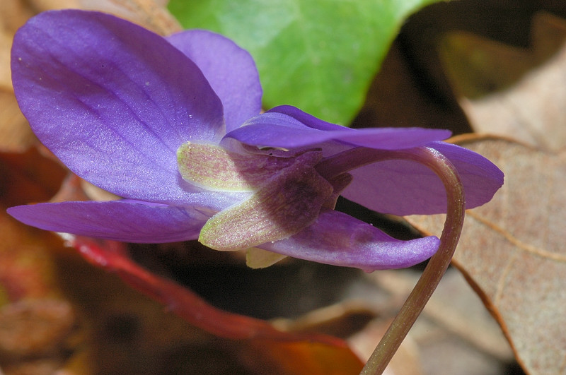 Viola alba subsp. dehnhardtii / Viola di Dehnhardt