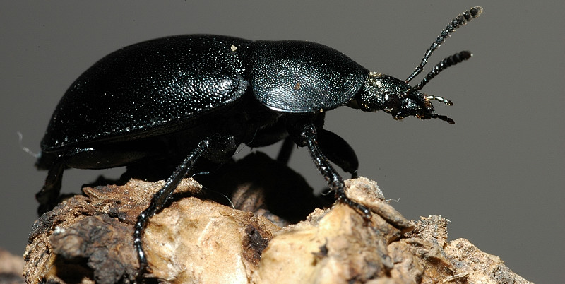 Ablattaria laevigata (Coleoptera, Silphidae)