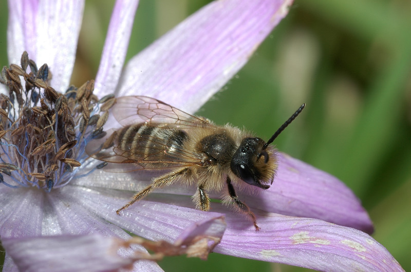 Andrena flavipes