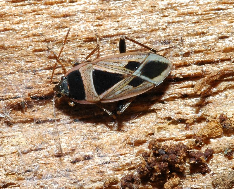 Lygaeidae: Xanthochilus saturnius