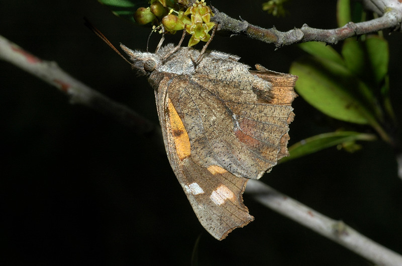 Libythea celtis