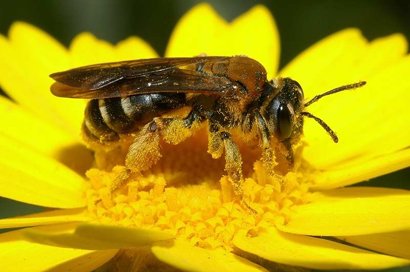 Panemeria tenebrata e Colletes sp.