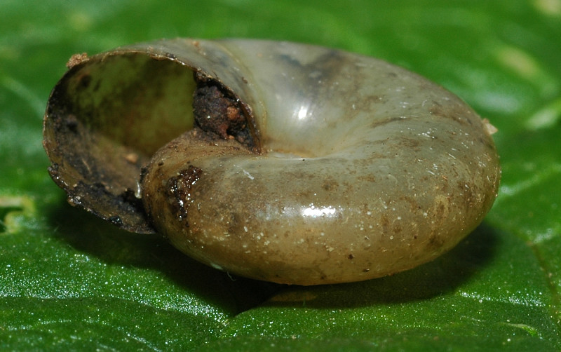 Oxychilus (Oxychilus) draparnaudi (Beck, 1837)