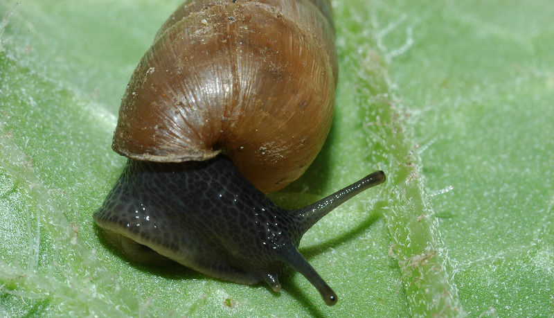 Rumina decollata e Pomatias elegans