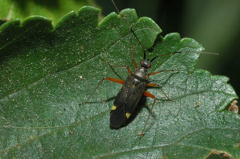 Closterotomus ventralis