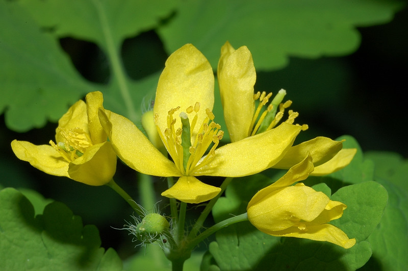 Chelidonium majus / Celidonia