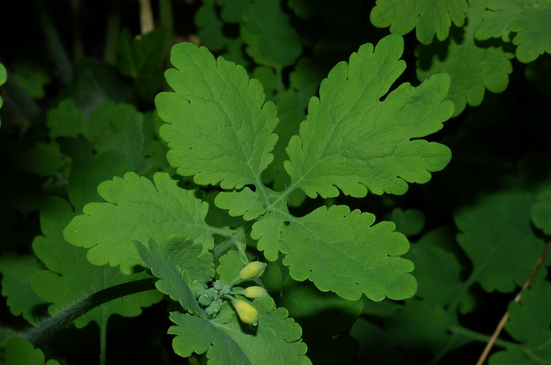 Chelidonium majus / Celidonia
