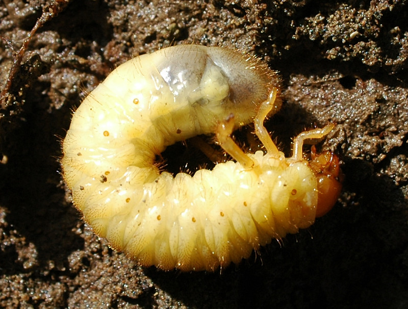 Larva di melolontino