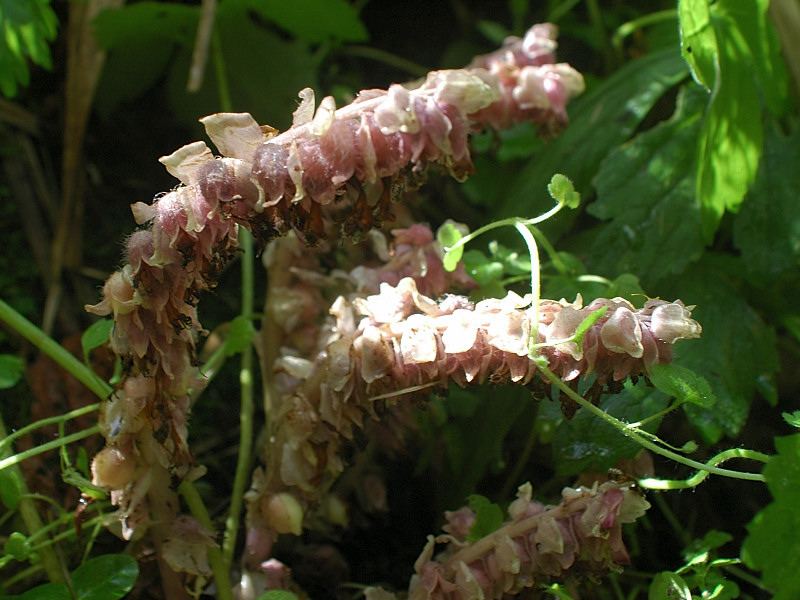 Lathraea squamaria / Latrea comune