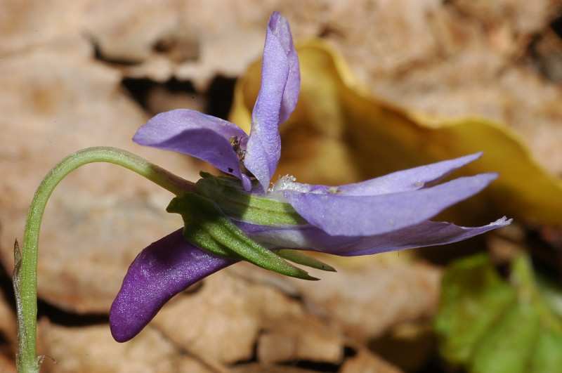 Viola reichenbachiana
