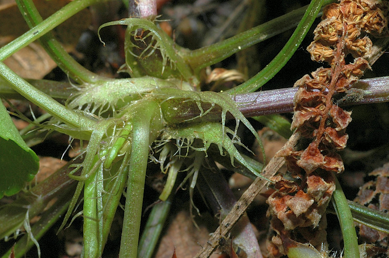 Viola reichenbachiana