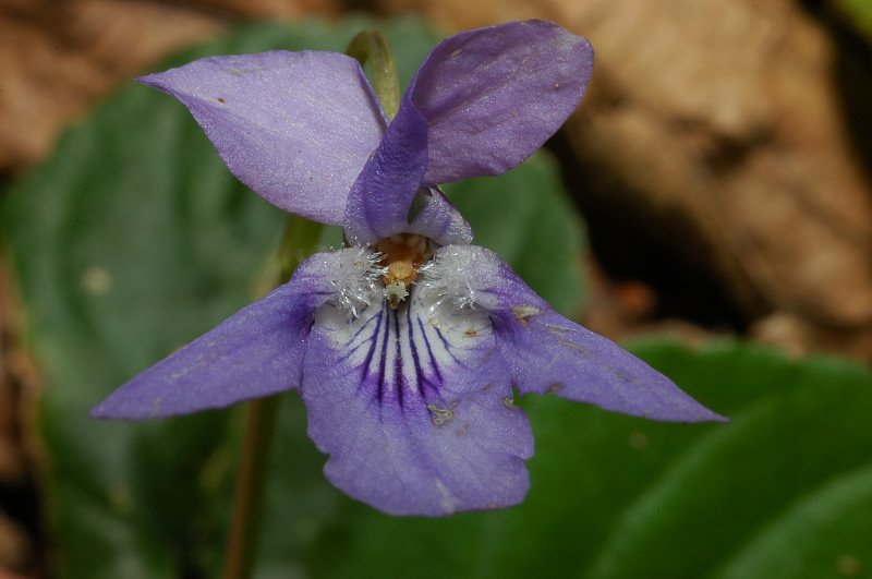 Viola reichenbachiana