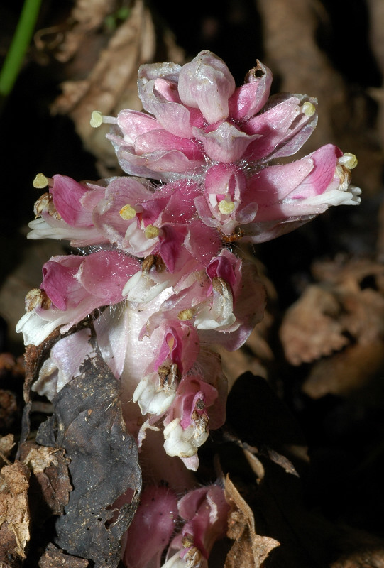Lathraea squamaria / Latrea comune