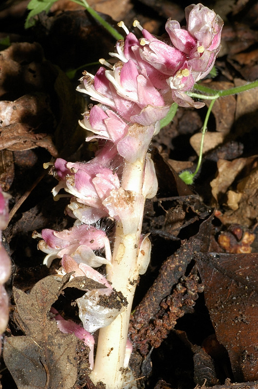 Lathraea squamaria / Latrea comune